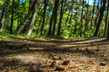 Path in spruce forest, the Cones on the ground, close-up