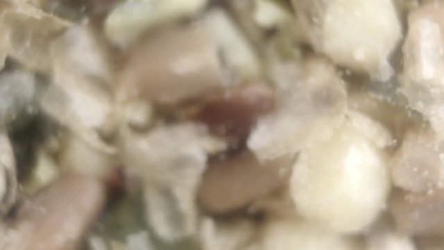 Food moth