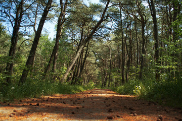 Path in spruce forest, the Cones on the ground, close-up