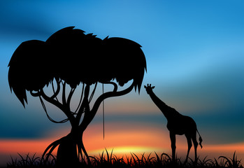 Giraffe at the sunset