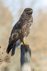 Common buzzard (Buteo buteo)