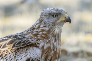 Red Kite Portrait (Milvus milvus)