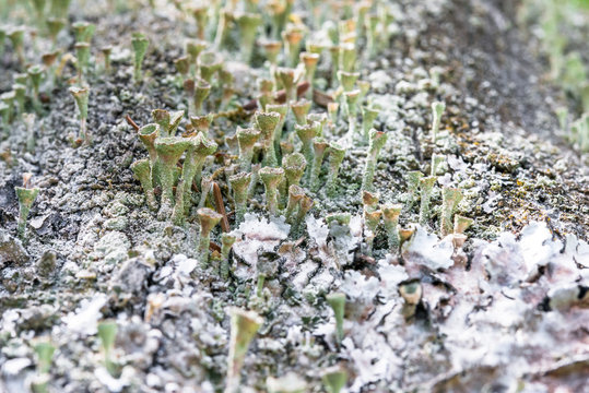 Viele kleine ausgetrocknete trichterf&ouml;rmige Pilze an einem Baumstamm 