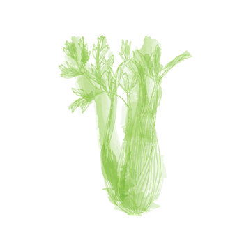 Celery plant in watercolor style. Vector hand drawn illustration in green on white background.