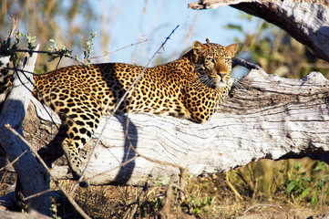 Leopard