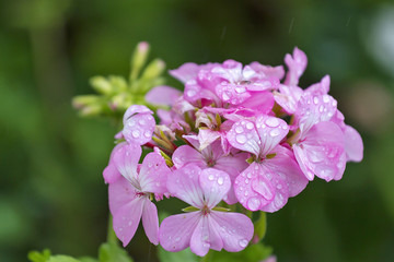 Pink geranium