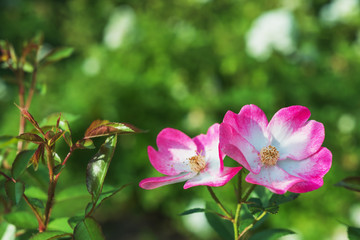 Rose bloom in the park