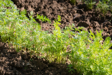 young carrot in the garden