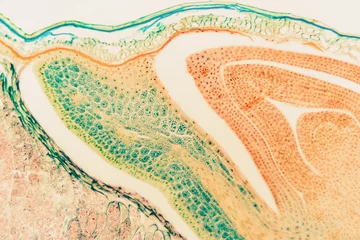 Garden poster Macro photography Cell microscopic- macro weevil rye
