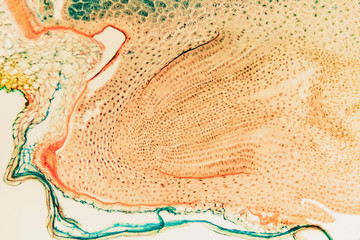 Cell microscopic- macro weevil rye