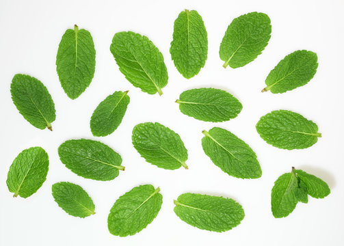 mint leaves on white background