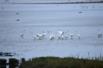 egrets