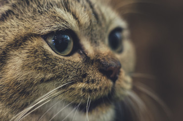 Cats eyes: Close up