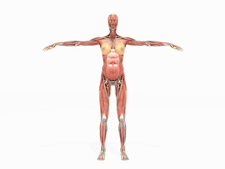 A female body anatomy for books 3d render on white no shadow