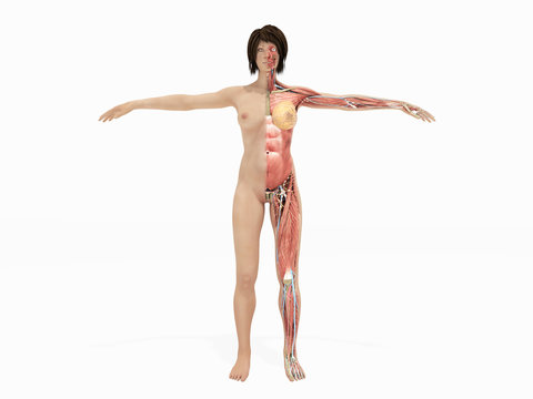 A female nude body anatomy for books 3d illustration on white no shadow