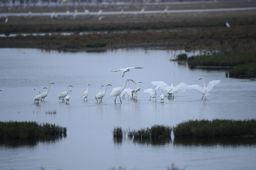 egrets