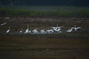 egrets