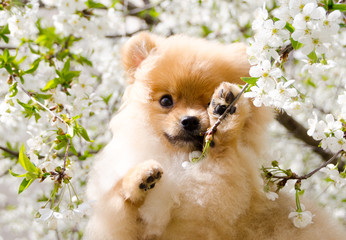 Home pet, dog. Cute Spitz gnaws cherry blossoms, closed his eyes with his paw.