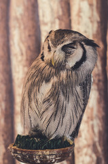 White-faced Owl