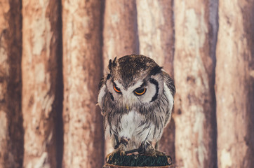 Brown-faced Owl
