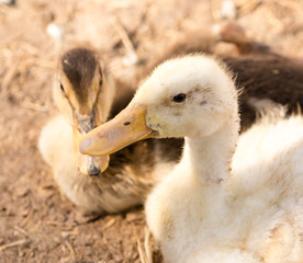 Duck for a walk on the farm