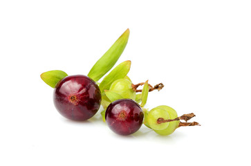 Branch with berries unripe currants.