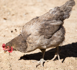 Chicken for a walk on the farm