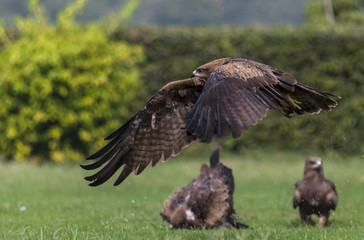 Wild Eagle flying