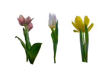 Set of different color tulips isolated on white background with clipping path.