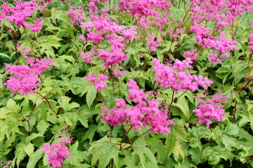 Purple meadowsweet Filipendula purpurea flowering in a garden
