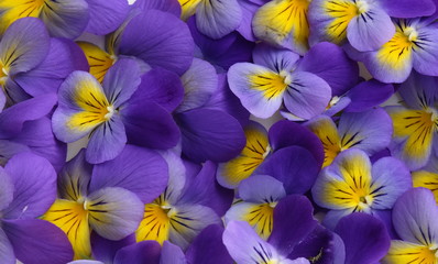 Floraison des pensées bleues et blanches Viola tricolor