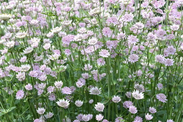 Group of Great masterwort Astrantia major flowering in a garden
