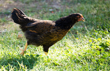 Chicken for a walk on the farm