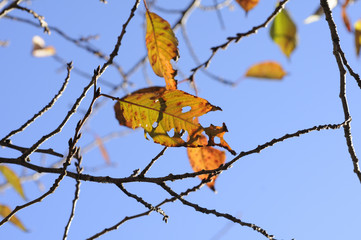 紅葉したケヤキの葉
