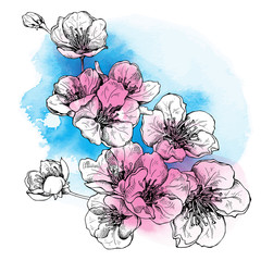 Bright color flowers of cherry in blue and pink tones. Vector illustration.