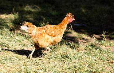 Chicken for a walk on the farm