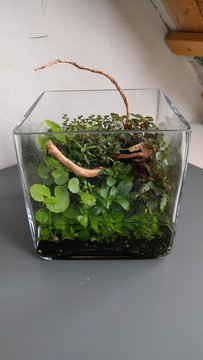 Wabi Kusa