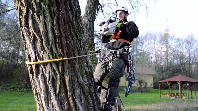 Lumberjack with chainsaw and harness pruning a tree.