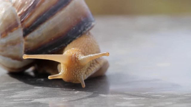 snail crawled out of the sink and looks around