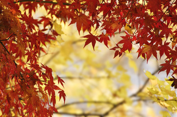 紅葉
