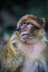 Barbary Macaque in forest, Morocco