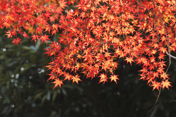 紅葉