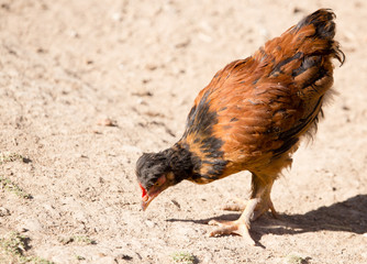 Chicken for a walk on the farm