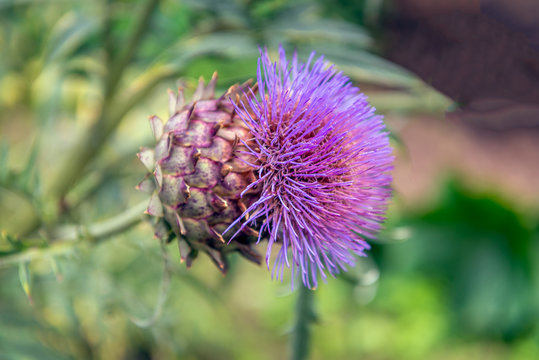 Purple flower of a Globe Artichoke plant from close