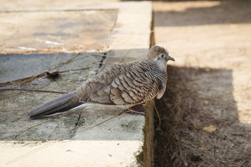 Dove gray color closeup
