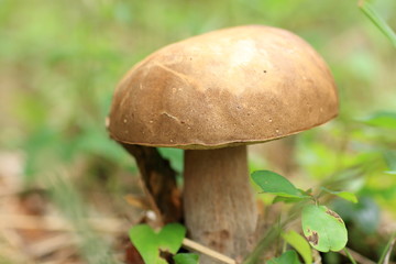 Wild mushroom