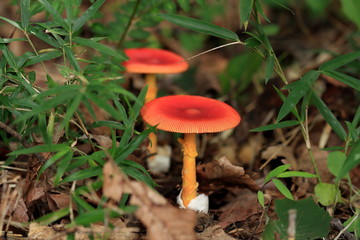 Toadstool 