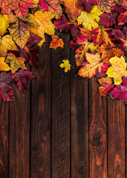 Autumn - Colorful  Leaves Background