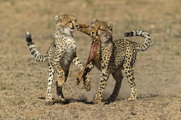 Cheetah Games