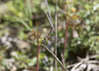 Female Blue Dasher Dragonfly